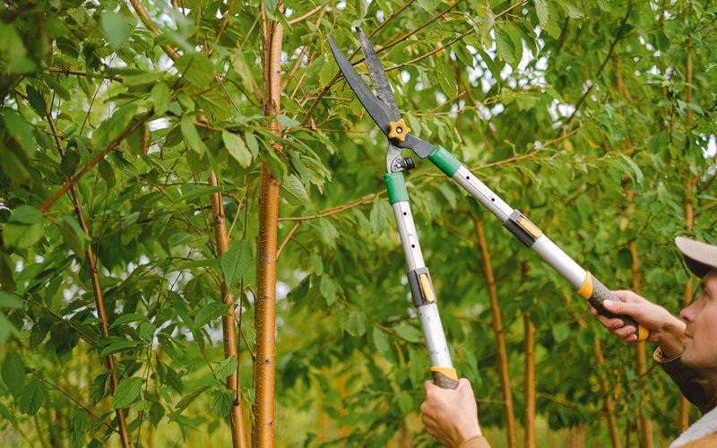Tree trimming in Fredericktown, OH